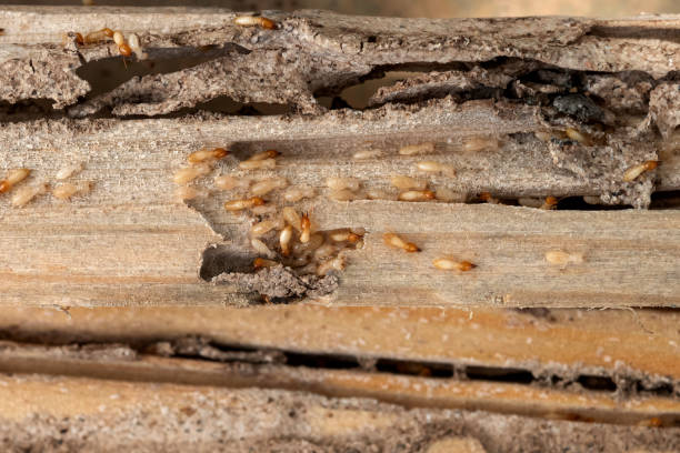 Best Local Pest Control Services  in Jemez Pueblo, NM