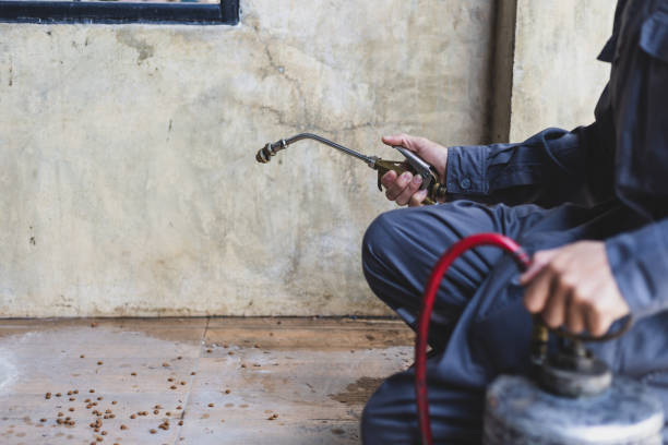 Best Flea Control Services  in Jemez Pueblo, NM